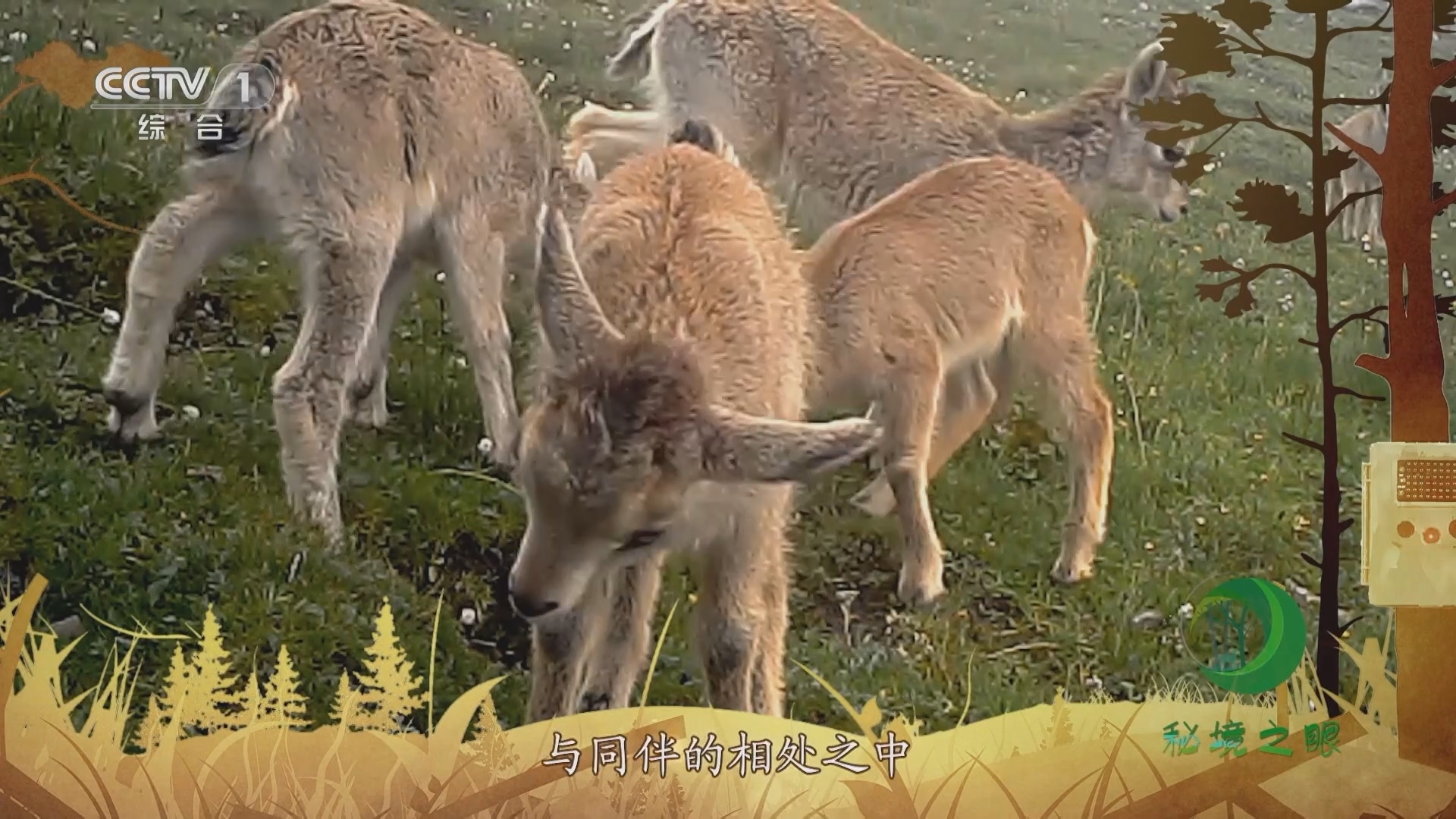 秘境之眼 《秘境之眼》 岩羊 20231117