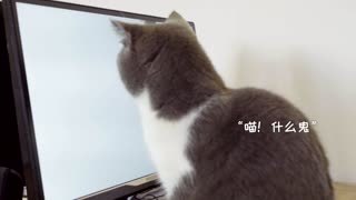 猫咪游戏cat game