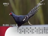 动物世界 《动物世界》 20170525 鳄鱼的岛上盛宴