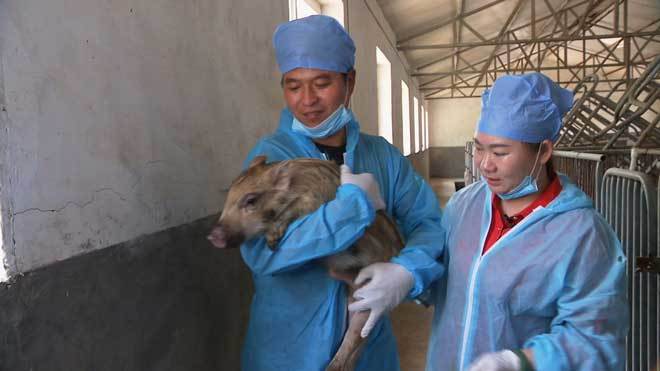 致富经 [致富经]恩爱夫妻 赚钱各个有高招 20190322
