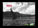 人与自然 《人与自然》 20160501 河流生存战-凯门鳄的一天（下）