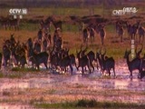 自然传奇 《自然传奇》 20170724 致命猎手