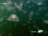 人与自然 《人与自然》 20151001 自然发现：生命——深海生命（上）