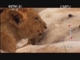 动物世界 《动物世界》 20140303 超级捕食者（下）