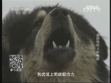 原来如此 《原来如此》 20130908 追踪狗伤人的秘密