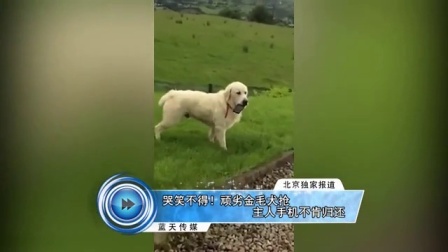 蓝天娱乐快报 2016 7月 哭笑不得 顽劣金毛犬抢主人手机不肯归还 160707