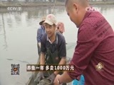 致富经 《致富经》 20151211 养鱼一年 多卖1000万元