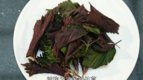 时尚健康 紫苏到底怎么吃？