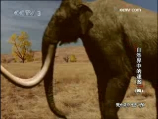 动物世界 动物世界 2008年 第213期