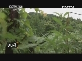 天网 《天网》 20130826 迷失花季