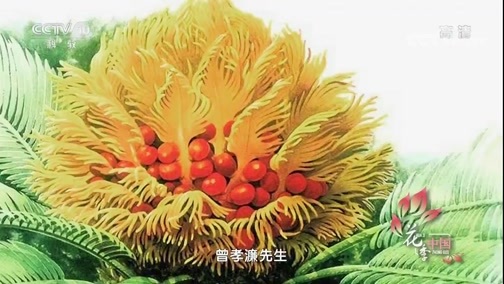 《花季中国》 20171211 花之魂