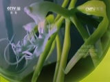自然传奇 《自然传奇》 20170525 植物的诡计