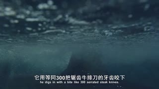 动物特种部队 第二季1