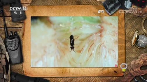 芝麻开门【央视】 《芝麻开门》 20190513 我和动物的故事 生命密码