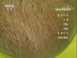 自然传奇 《自然传奇》 20171201 大猫家族