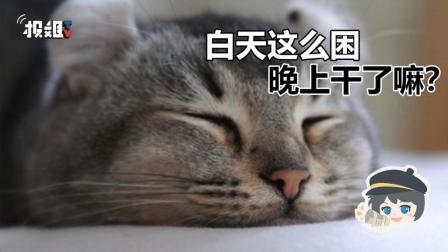 报信儿 白天睡的香，晚上精神好？
