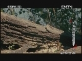 动物世界 《动物世界》 20130112  三角洲的顶级猎手（下）