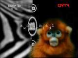 动物世界 《动物世界》 20110822