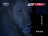 动物世界 《动物世界》 20170112 勇敢的母狮