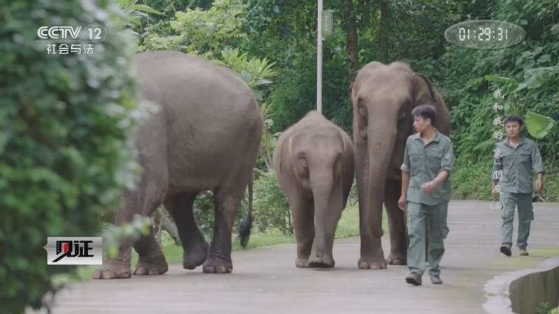 《见证》 20260223 我和我的“象”朋友(上)