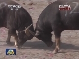 新闻联播 新闻联播完整版视频 20130102