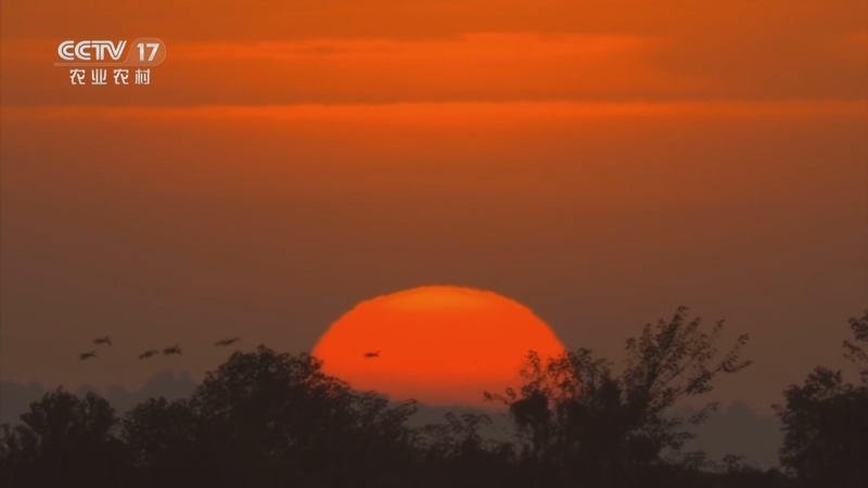 《乡土中国》 20260223 物候记·冬季篇