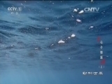 动物世界 《动物世界》 20160529 母子情深（上）