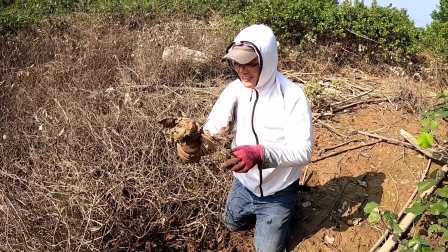 思乡渔夫赶海 新菜地连挖8只大螃蟹，再装满满1箱鱼，渔夫给工具人发福利！
