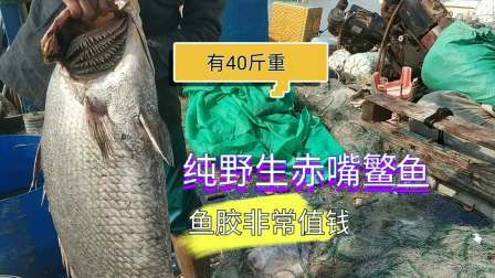 南澳岛赶海日记 彪哥出海收螃蟹网，抓到价值1万多大鳘鱼，抓上来后想哭的心都有