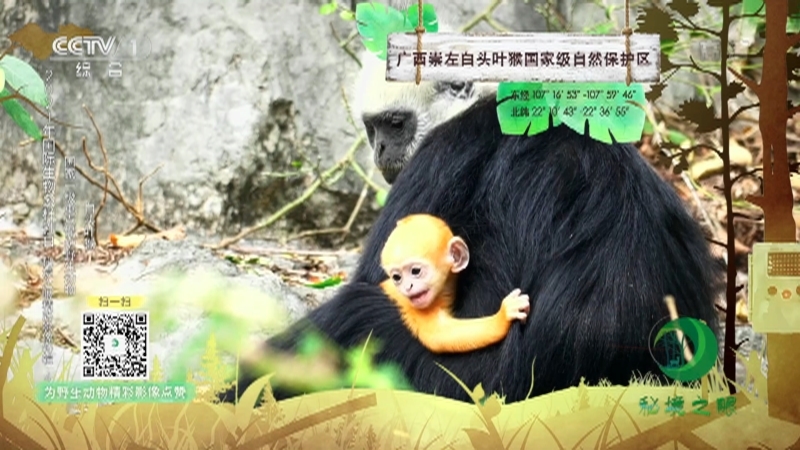 《秘境之眼》 白头叶猴/藏酋猴/四川羚牛 20210525