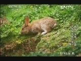 动物世界 《动物世界》 20131016 薮猫 海獭 白鼬 谁是最灵敏的猎手