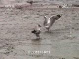 地理中国 《地理中国》 20170223 青海奇观·鸟岛“不速客”
