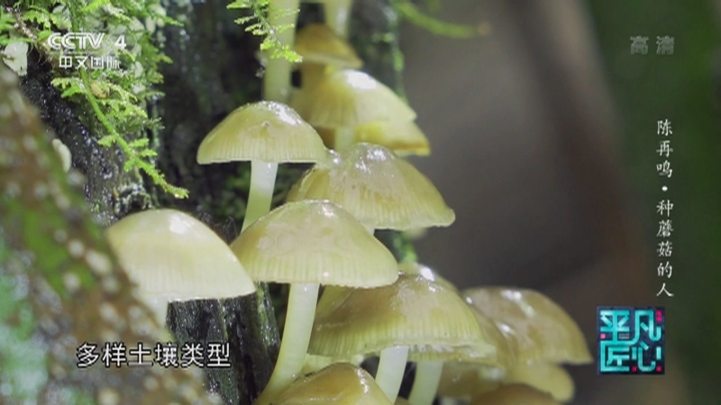 《平凡匠心》 20210711 陈再鸣·种蘑菇的人