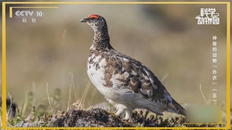 《科学动物园》 20260202 神奇的动物“外衣”（五）