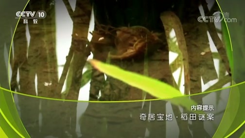 地理中国 《地理中国》 20181110 奇居宝地·稻田谜案