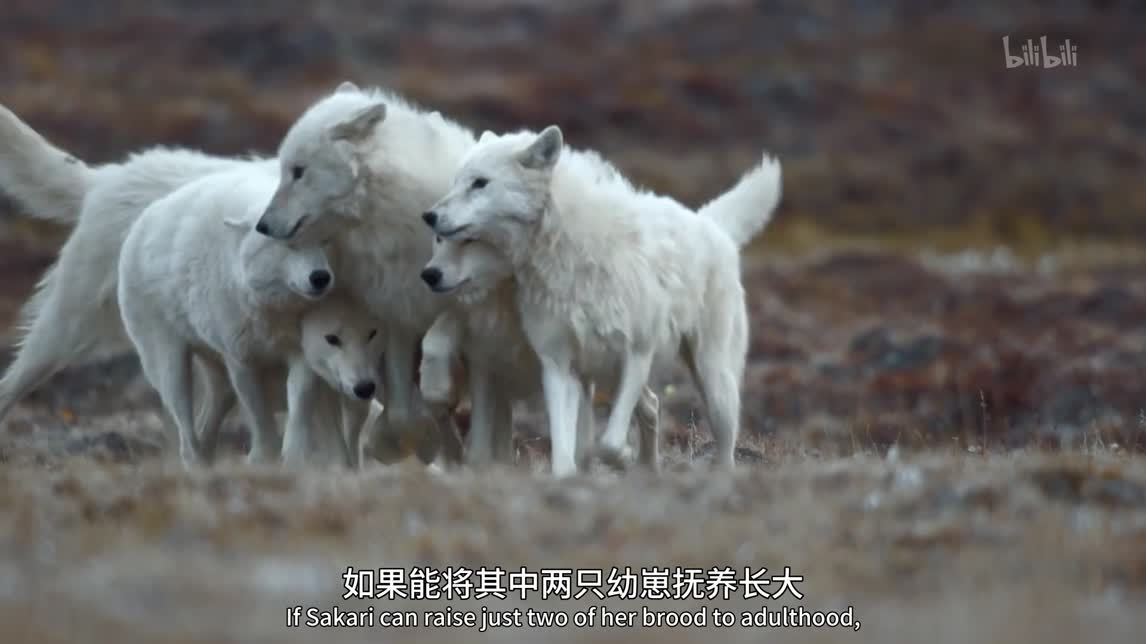 犬科动物