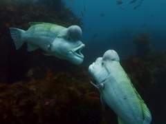 蓝色星球 第二季（普通话版） 蓝色星球 第二季（Blue Planet II）（普通话版）第1集：一个海洋