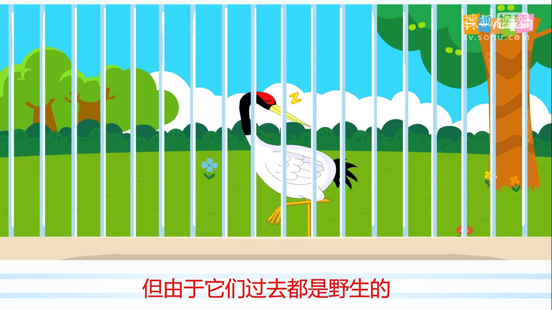 嘟拉十万个为什么 为什么丹顶鹤总爱用一条腿站着？
