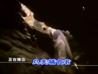 动物世界 《动物世界》：鸟类捕食者