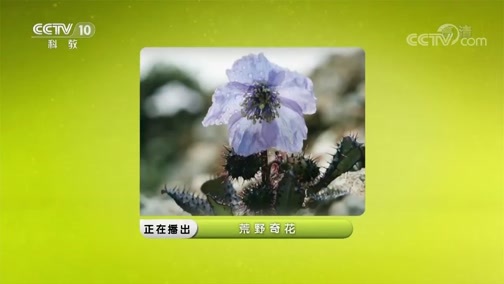 地理中国 《地理中国》 20190723 荒野奇花