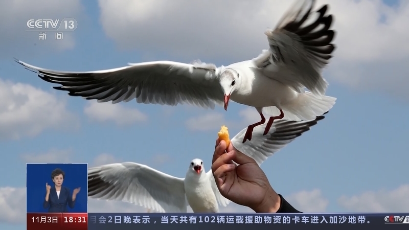 共同关注 《共同关注》 20231103