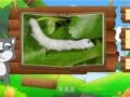 看图识物 蝉 蚕 虾