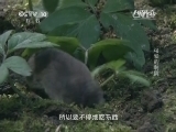 自然传奇 《自然传奇》 20141203 可爱的刺猬