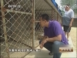 生财有道 [生财有道]与动物亲密接触 -— 痴迷不悔雪獒梦 20130805