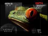 动物世界 《动物世界》 20110804