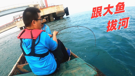 思乡渔夫赶海 深海桥墩大鱼没人钓，3斤一条算小的，渔夫拉鱼拉到手抽筋