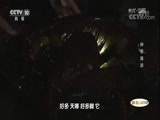 地理中国 《地理中国》 20180507 神奇滩涂