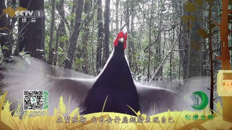 《秘境之眼》 白鹇 20210707