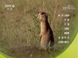 自然传奇 《自然传奇》 20170826 奇妙的动物语言