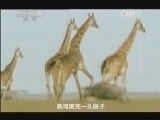 自然传奇 《自然传奇》 20140505 动物体型的奥妙
